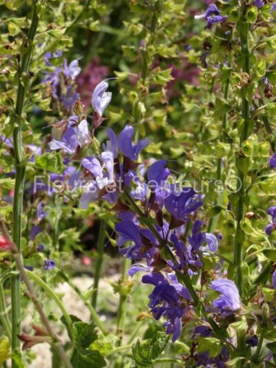 salvia barrelieri
