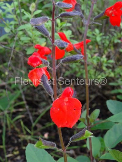 salvia blepharophylla Painted Lady