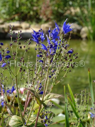 salvia cacaeliifolia