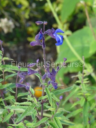 salvia calolophos