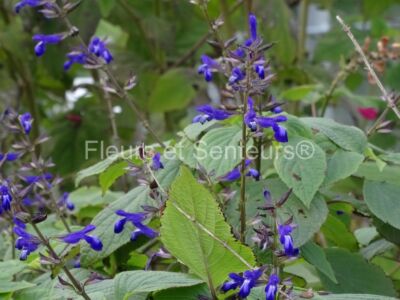 salvia caudata