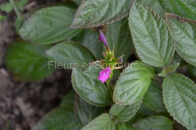 salvia chiapensis salvia chiapensis en fleurs