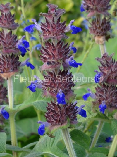 salvia clinopodioides