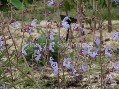 salvia cyanescens