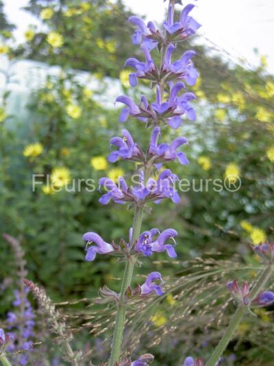 salvia deserta salvia deserta en fleurs