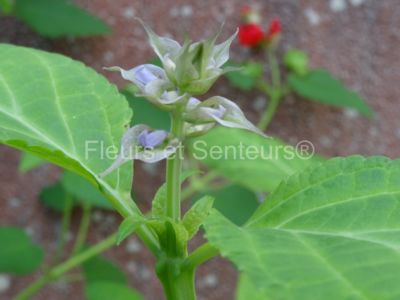 salvia divinorum
