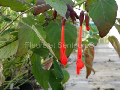 salvia dombeyi salvia dombeyi en fleurs