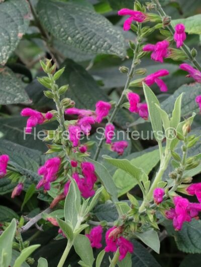 salvia eizi-matudae salvia eizi-matudae en fleurs