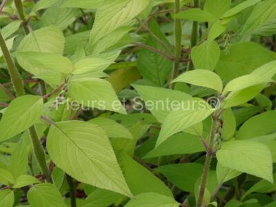salvia elegans Golden Delicious