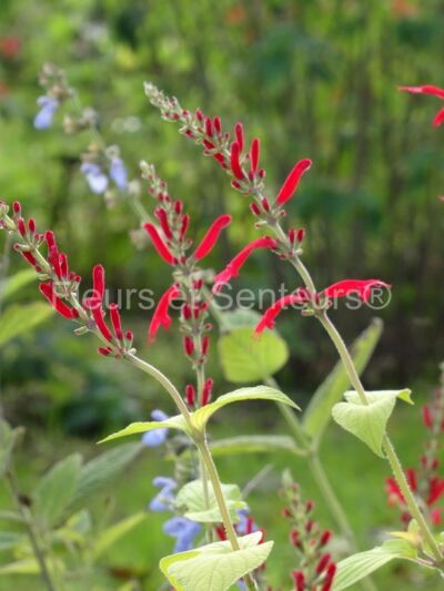 salvia elegans Golden Delicious salvia elegans Golden Delicious en fleurs
