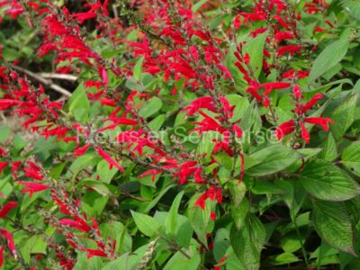 salvia elegans Sonoran Red salvia elegans Sonoran Red