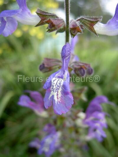 salvia forskaolei salvia forskaolei en fleurs