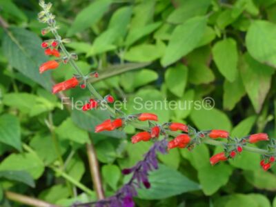 salvia gachantivana salvia gachantivana en fleurs