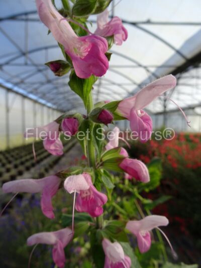 salvia glabrescens Momo bana salvia glabrescens Momo bana en fleurs