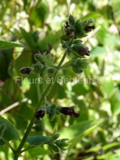 salvia grandifolia salvia grandifolia en fleurs