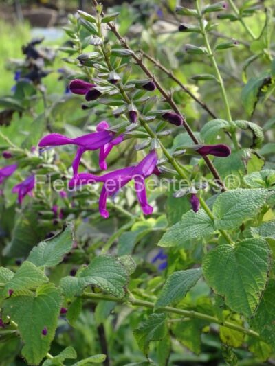 salvia guaranitica Jean s Jewel