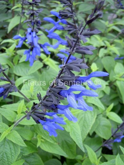salvia guaranitica black'n blue salvia guaranitica black'n blue en fleurs