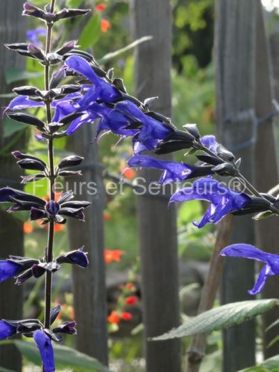 salvia guaranitica var. congestiflora
