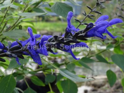 salvia guaranitica var. congestiflora