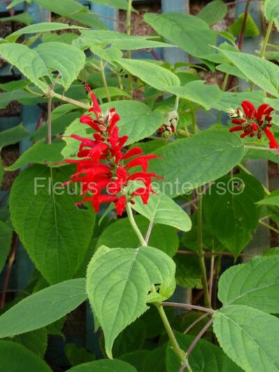 salvia holwayii salvia holwayii en fleurs