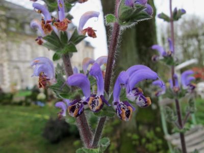 salvia indica