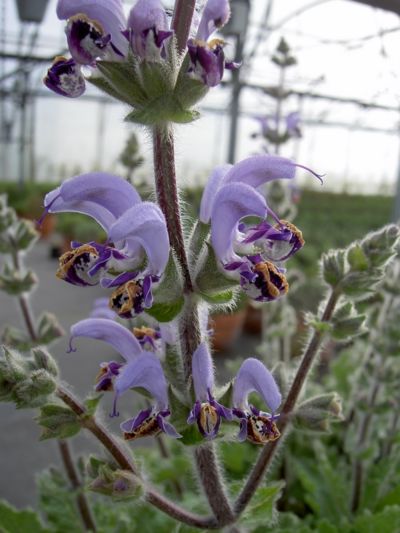 salvia indica salvia indica en fleurs