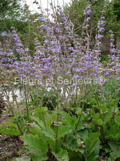 salvia indica