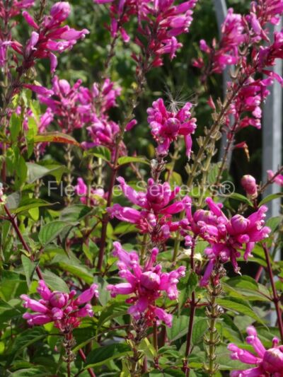 salvia involucrata Bethellii salvia involucrata Bethellii en fleurs