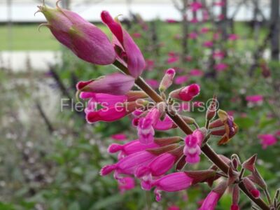 salvia involucrata Boutin