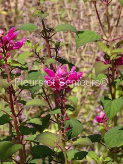 salvia involucrata el cielo salvia involucrata el cielo en fleurs