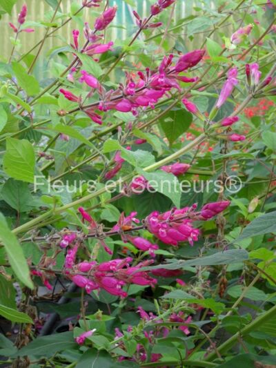 salvia involucrata hadspen salvia involucrata Hadspen en fleurs