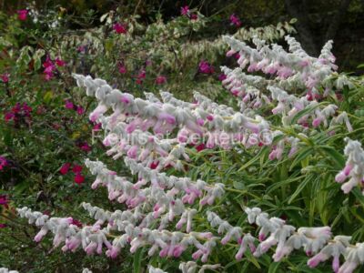 salvia leucantha Danielle's Dream