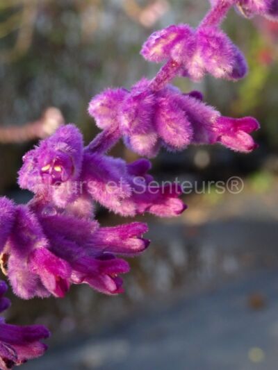 salvia leucantha Eder salvia leucantha Eder en fleurs