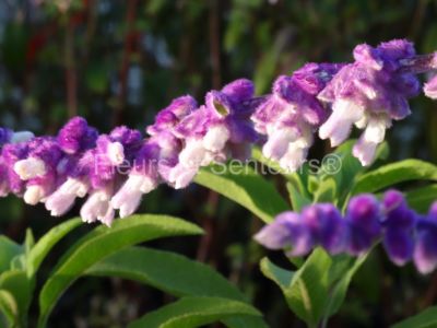 salvia leucantha Midnight