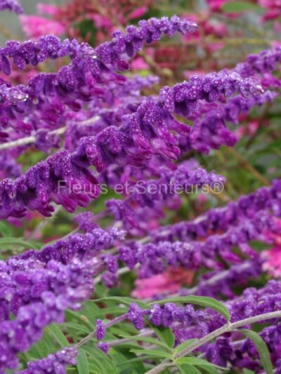 salvia leucantha Purple Velvet salvia leucantha Purple Velvet en fleurs
