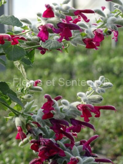 salvia leucocephala salvia leucocephala en fleurs