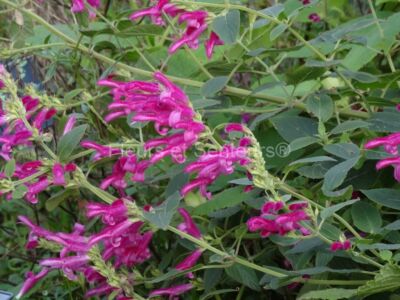 salvia littae salvia littae en fleurs