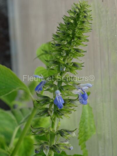 salvia longispicata salvia longispicata en fleurs