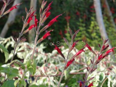 salvia longistyla salvia longistyla en fleurs