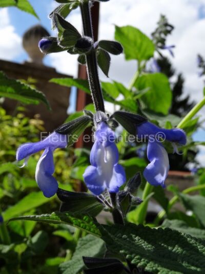 salvia meyeri salvia meyeri en fleurs