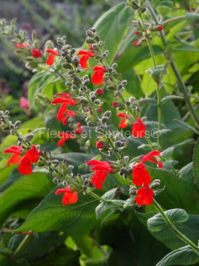 salvia miahuatlanensis salvia miahuatlanensis en fleurs