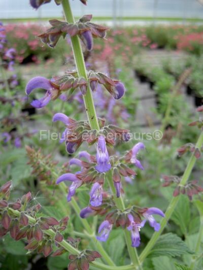 salvia milthyoriza salvia milthyoriza en fleurs