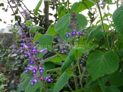 salvia myriantha salvia myriantha en fleurs