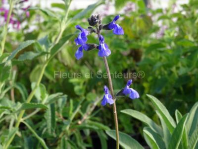 salvia nana