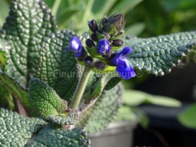 salvia nana salvia nana en fleurs