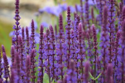 salvia nemorosa Caradonna salvia nemorosa Caradonna en fleurs
