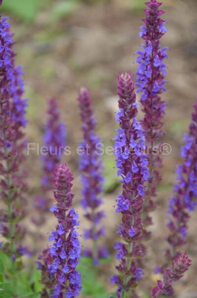 salvia nemorosa Ostfriesland salvia nemorosa Ostfriesland en fleurs