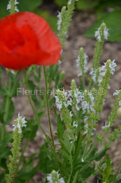 salvia nemorosa Snow Hill salvia nemorosa Snow Hill en fleurs