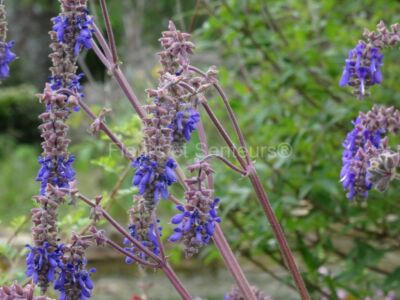 salvia nutans salvia nutans en fleurs