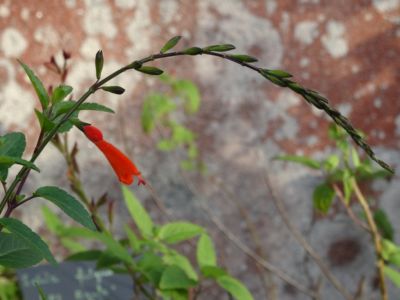 salvia oppositiflora